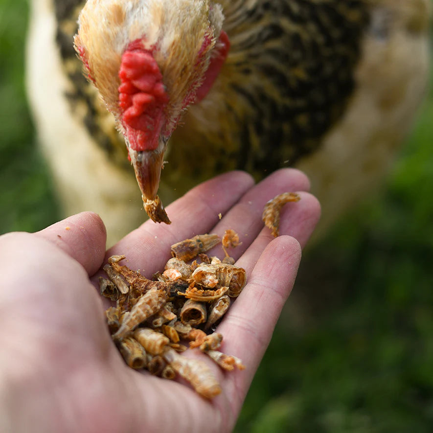 Happy Hen Shrimp Sensation | All-Natural Dried Shrimp Treats for Chickens | 10 oz Bag