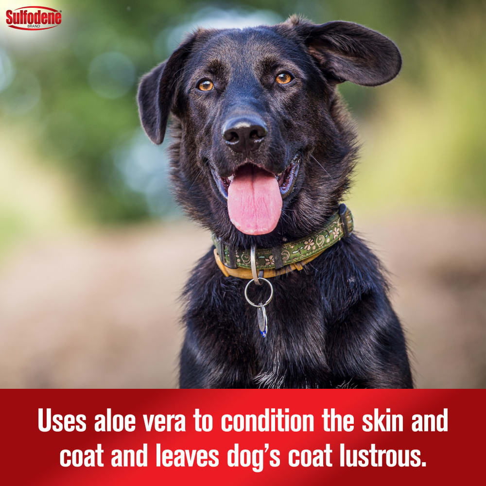 Sulfodene Medicated Dog Shampoo & Conditioner | Relieves Itching & Flaking | 12 oz