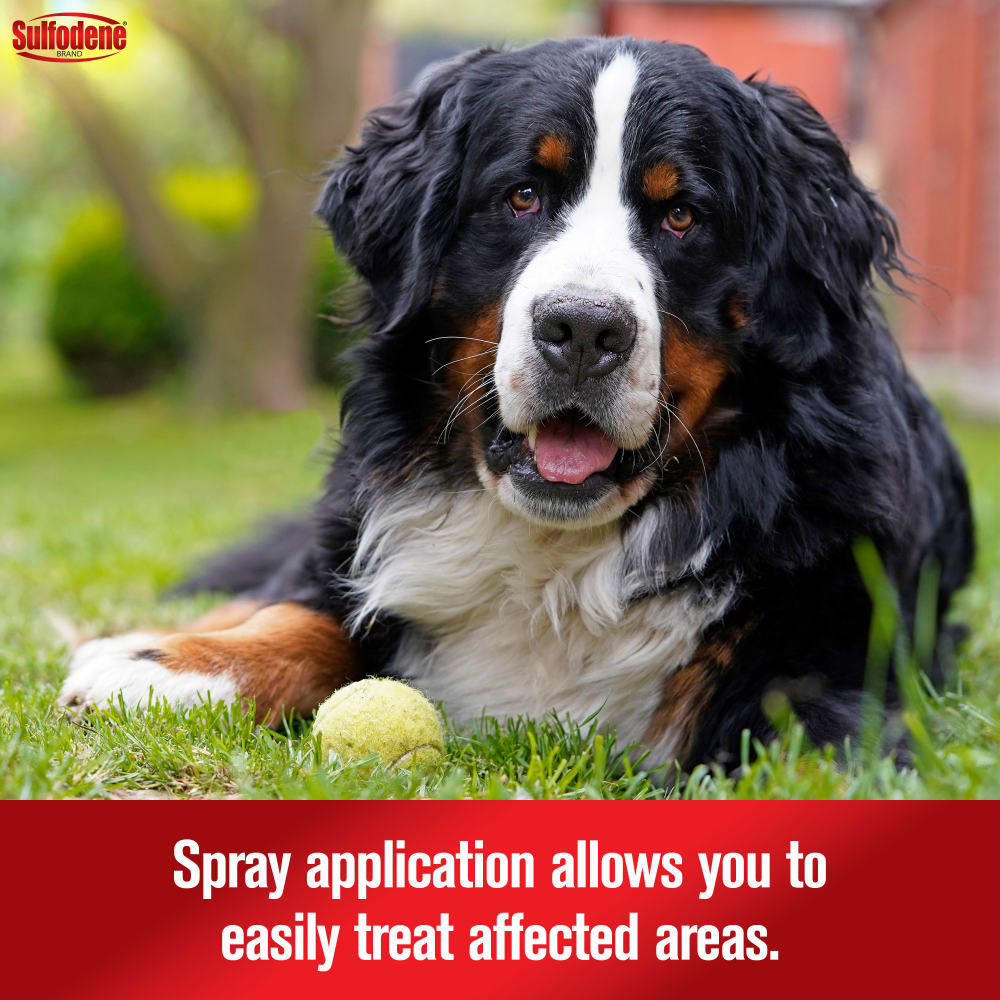 Sulfodene Hot Spot & Itch Relief Medicated Spray for Dogs | Soothes Irritated Skin | 8 oz