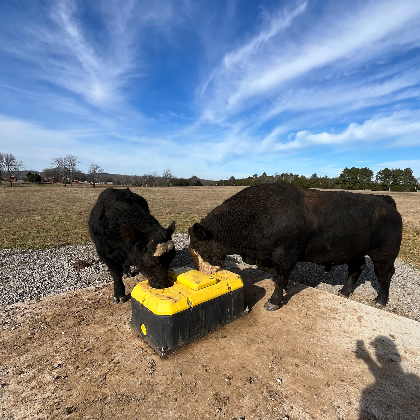 Tru Test WaterWell Energy Free Ball Cattle Waterer | Freeze Resistant & Jobe Valve