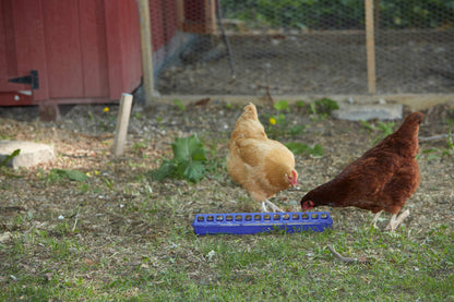 Little Giant 20 Inch Plastic Flip-Top Poultry Ground Feeder | 28 Holes