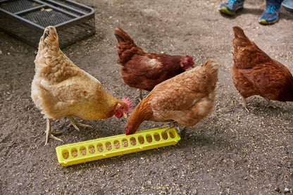 Little Giant 20 Inch Plastic Flip-Top Poultry Ground Feeder | 28 Holes
