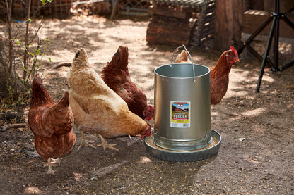 Little Giant Hanging Metal Chicken Feeder | Galvanized Steel Feeder