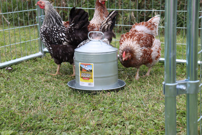 Little Giant Double Wall Metal Poultry Fount | Galvanized Steel Chicken Waterer