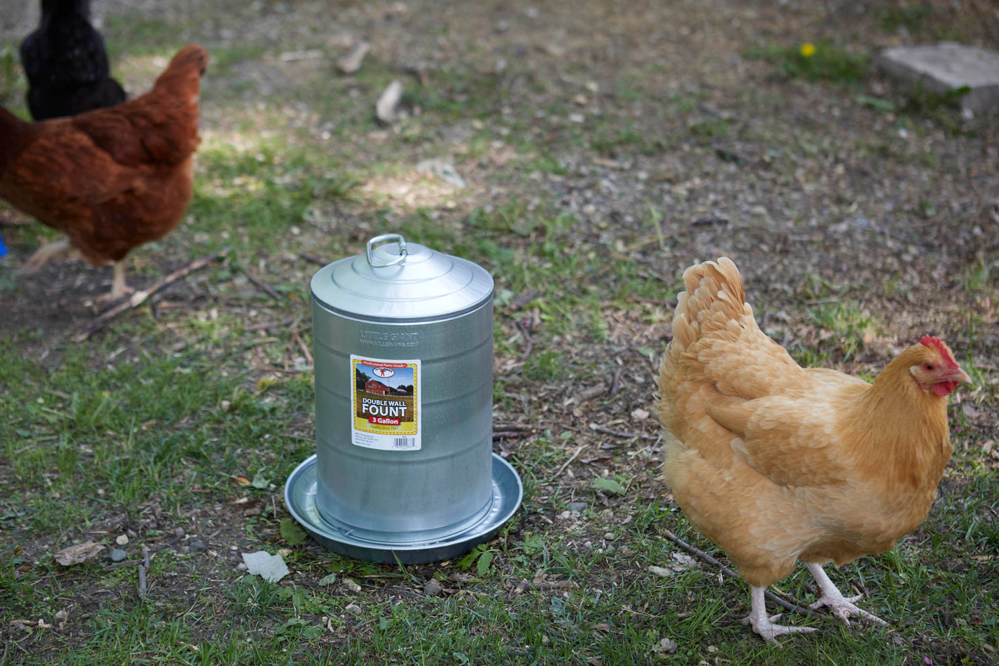 Little Giant Double Wall Metal Poultry Fount | Galvanized Steel Chicken Waterer