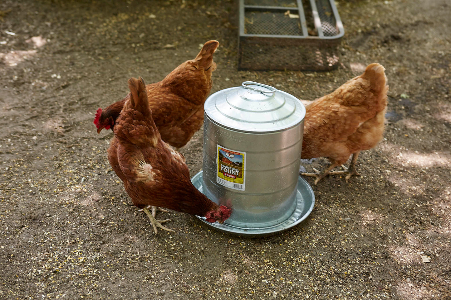 Little Giant Double Wall Metal Poultry Fount | Galvanized Steel Chicken Waterer