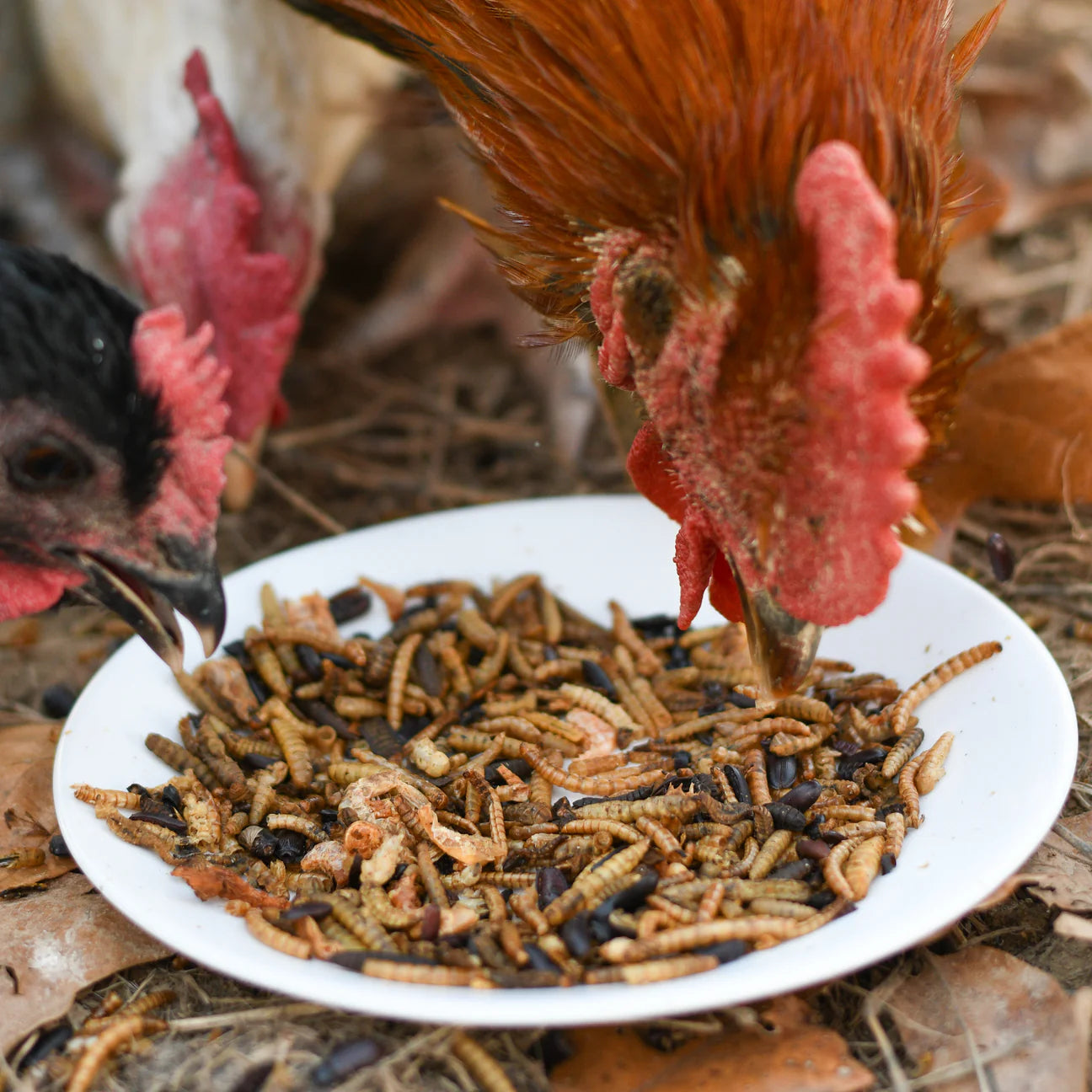 Happy Hen Bug Bonanza | Dried Mealworm & Insect Mix Treat for Chickens