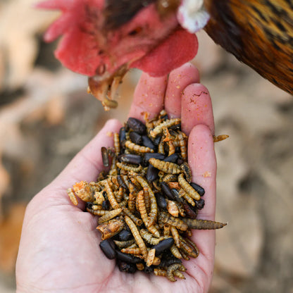 Happy Hen Bug Bonanza | Dried Mealworm & Insect Mix Treat for Chickens