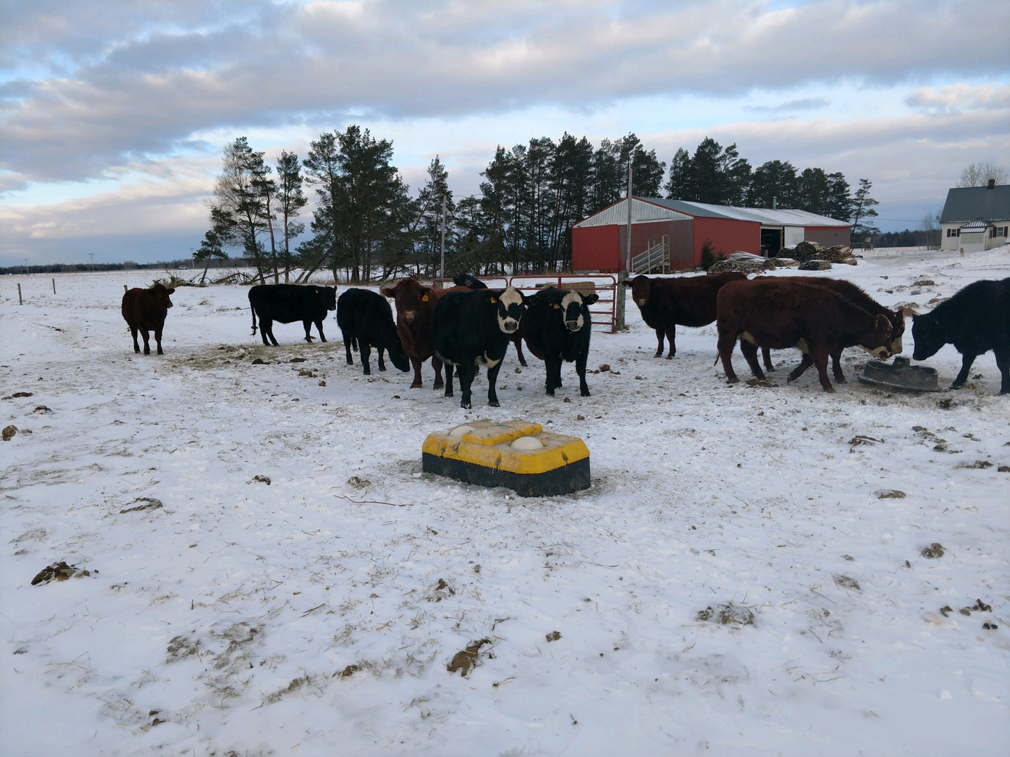 Tru Test WaterWell Energy Free Ball Cattle Waterer | Freeze Resistant & Jobe Valve