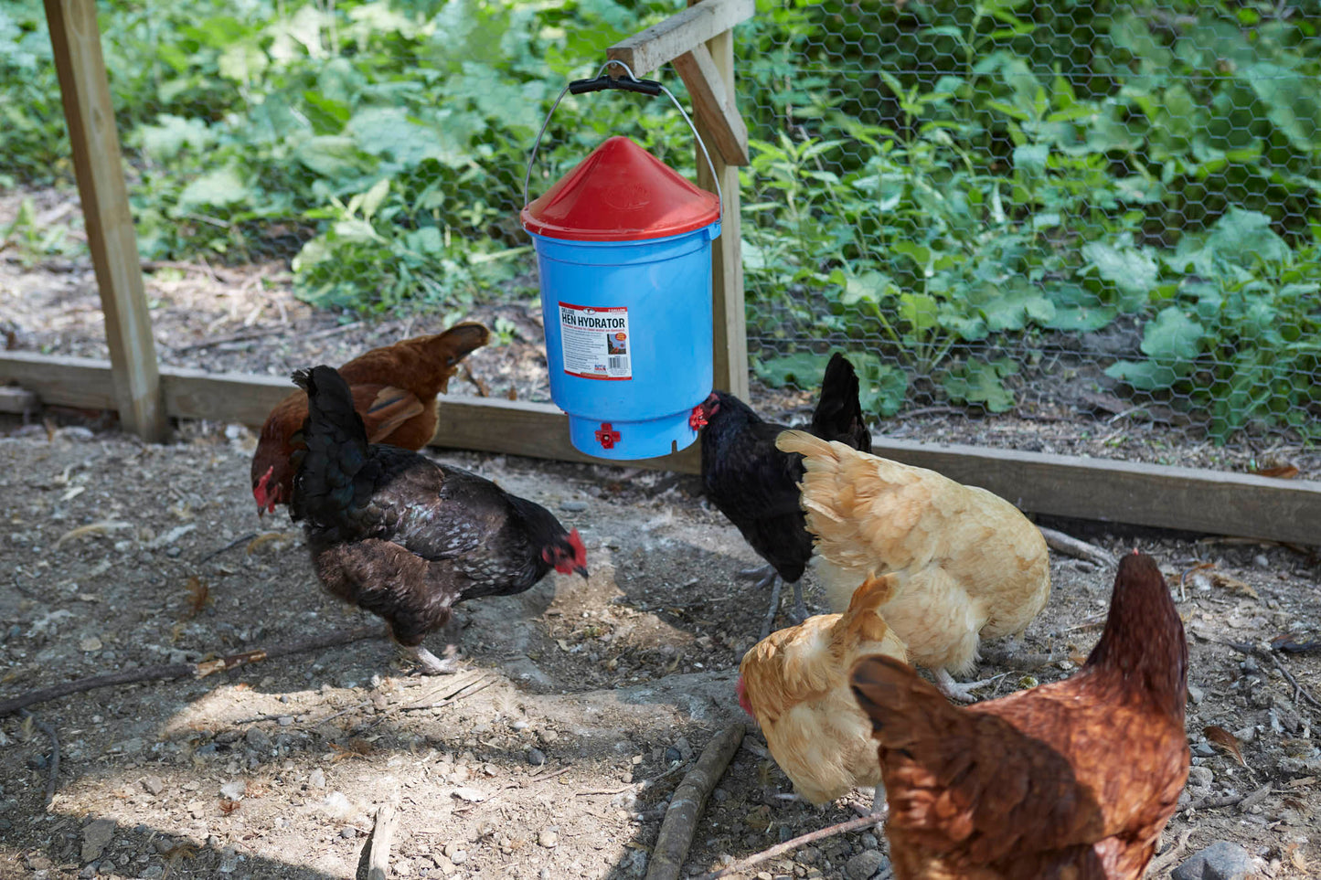 Little Giant Deluxe Hen Hydrator | Poultry Nipple Waterer | UV-Protected Plastic | 3 Gallon