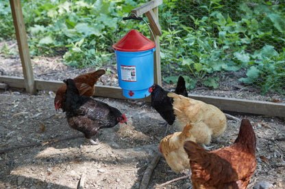 Little Giant Deluxe Hen Hydrator | Poultry Nipple Waterer | UV-Protected Plastic | 3 Gallon