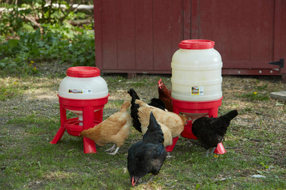 Little Giant Plastic Dome Poultry Feeder | Top-Fill Chicken & Duck Feeder