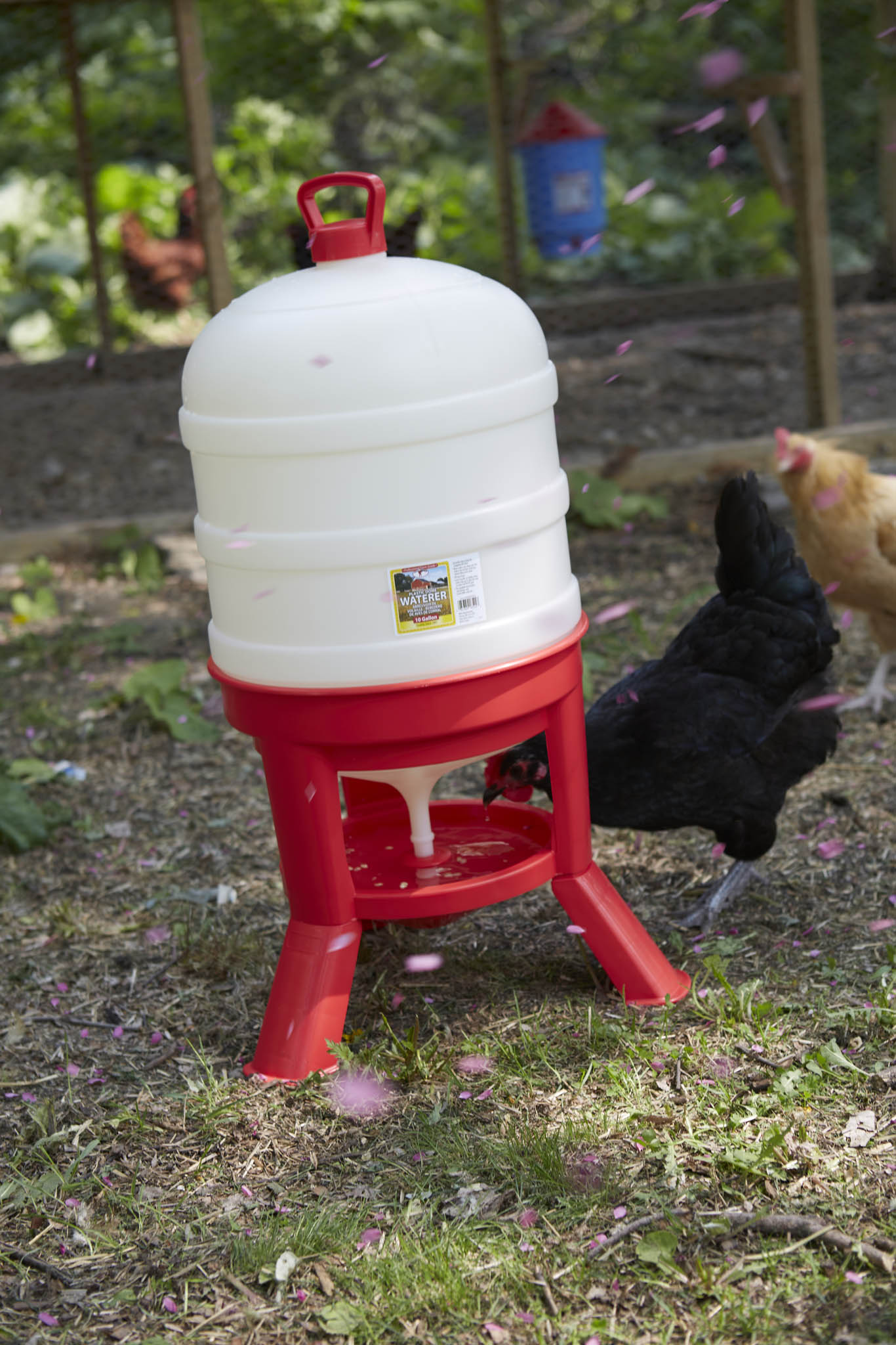 Little Giant Plastic Dome Poultry Waterer | Top-Fill Chicken & Duck Waterer | 10 Gallon