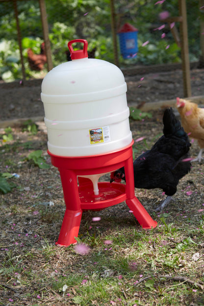 Little Giant Plastic Dome Poultry Waterer | Top-Fill Chicken & Duck Waterer | 10 Gallon
