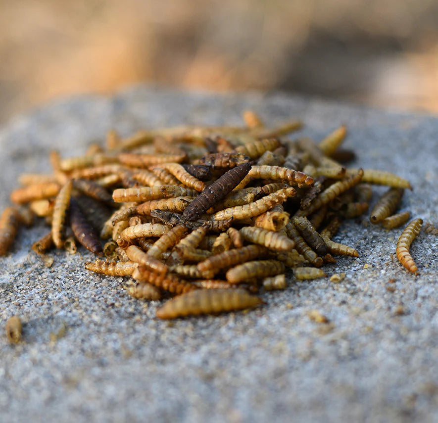 Happy Hen Double Frenzy | 50/50 Mealworm & Soldier Fly Larvae Treat for Chickens | 30 oz