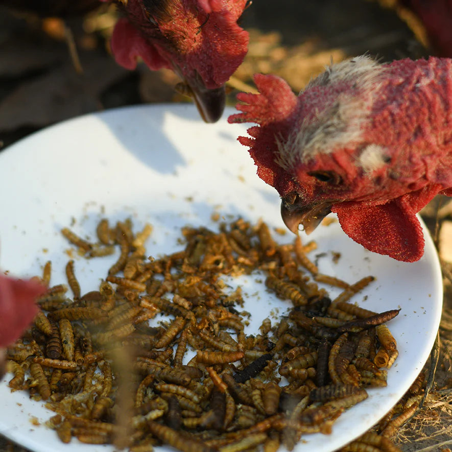 Happy Hen Double Frenzy | 50/50 Mealworm & Soldier Fly Larvae Treat for Chickens | 30 oz