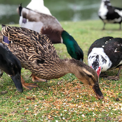 Happy Hen Duck Pond Medley | High-Protein Duck & Waterfowl Treat | 2 lb