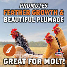 Kalmbach Full Plume Feathering 20% Protein Layer Chicken Pellet 50 lb