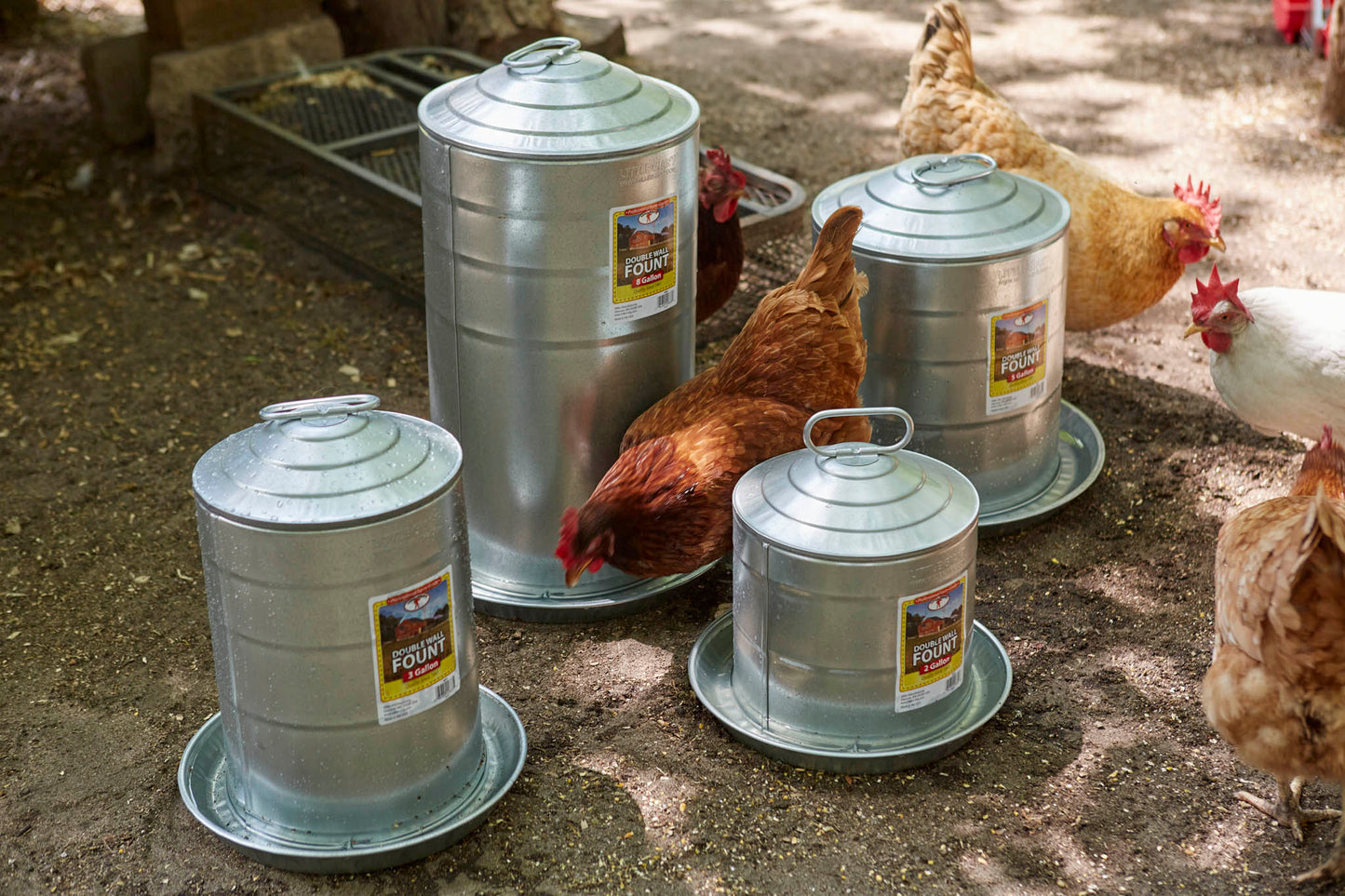Little Giant Double Wall Metal Poultry Fount | Galvanized Steel Chicken Waterer