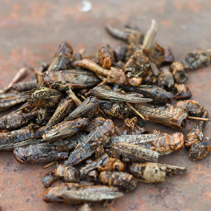 Happy Hen Grass Hoppers | All-Natural Dried Grasshoppers for Chickens | 4 oz Bag