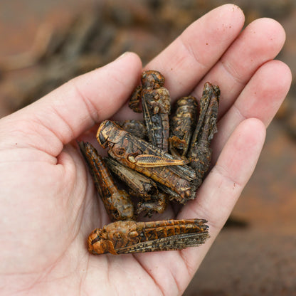 Happy Hen Grass Hoppers | All-Natural Dried Grasshoppers for Chickens | 4 oz Bag