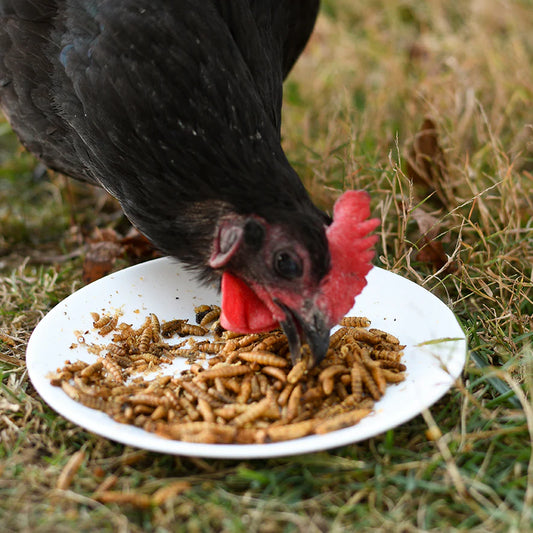 Happy Hen Grub Frenzy | Black Soldier Fly Larvae Treat for Chickens