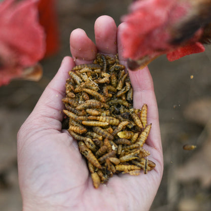 Happy Hen Grub Frenzy | Black Soldier Fly Larvae Treat for Chickens