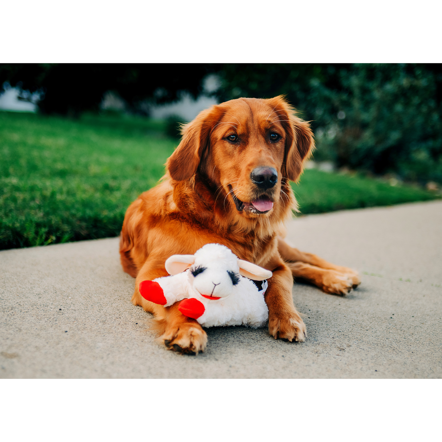 Multipet Lamb Chop Dog Toy | 10" Plush Squeaker Toy | Soft Cuddly Comfort, Classic Design