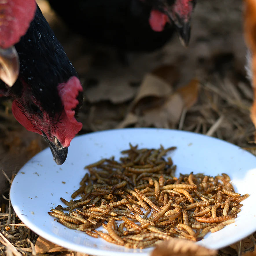 Happy Hen Mealworm Frenzy | Dried Mealworm Treat for Chickens