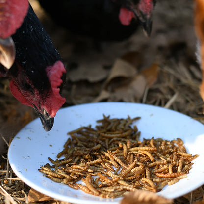 Happy Hen Mealworm Frenzy | Dried Mealworm Treat for Chickens