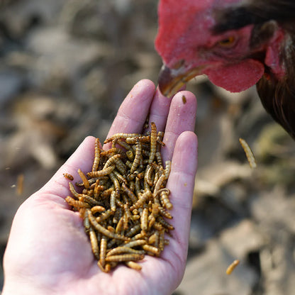 Happy Hen Mealworm Frenzy | Dried Mealworm Treat for Chickens