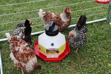 Little Giant Plastic Automatic Poultry Waterer | Durable Top-Fill Chicken Waterer