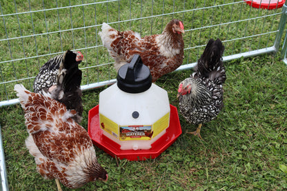 Little Giant Plastic Automatic Poultry Waterer | Durable Top-Fill Chicken Waterer