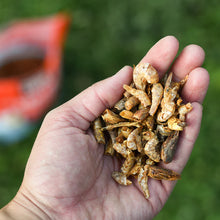 Happy Hen Shrimp Sensation | All-Natural Dried Shrimp Treats for Chickens | 10 oz Bag