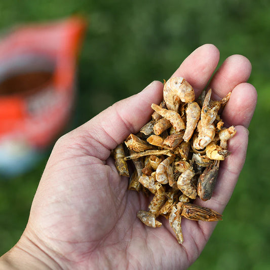 Happy Hen Shrimp Sensation | All-Natural Dried Shrimp Treats for Chickens | 10 oz Bag