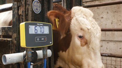 Tru-Test S3 System with MP600 Load Bars | Waterproof Bluetooth Livestock Scale | 4,400 lb Capacity
