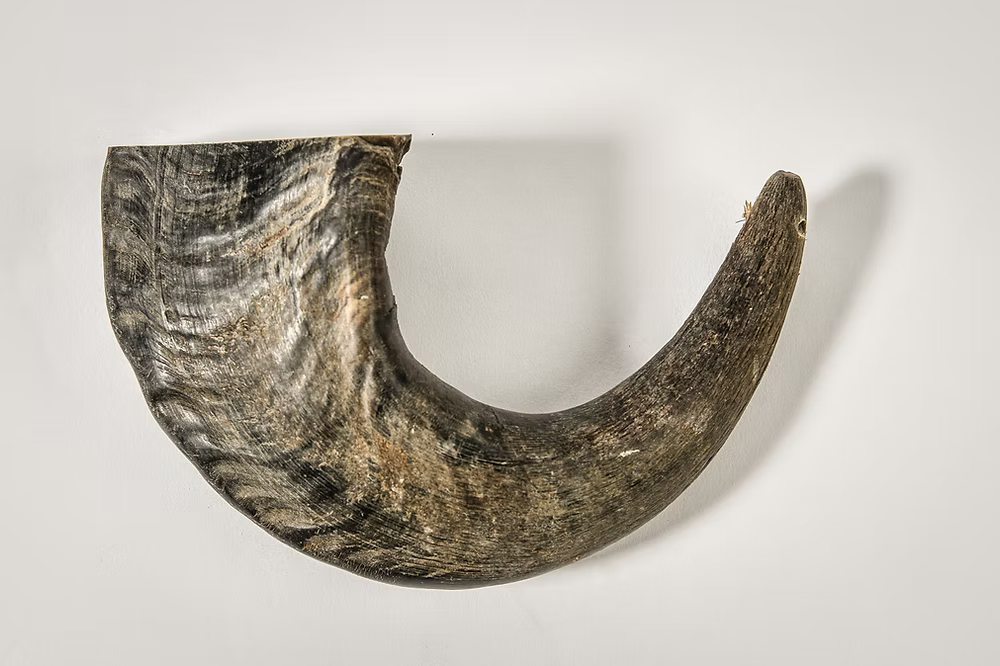 QT Dog Water Buffalo Horn Dog Chews | All-Natural, Long-Lasting Rawhide Alternative