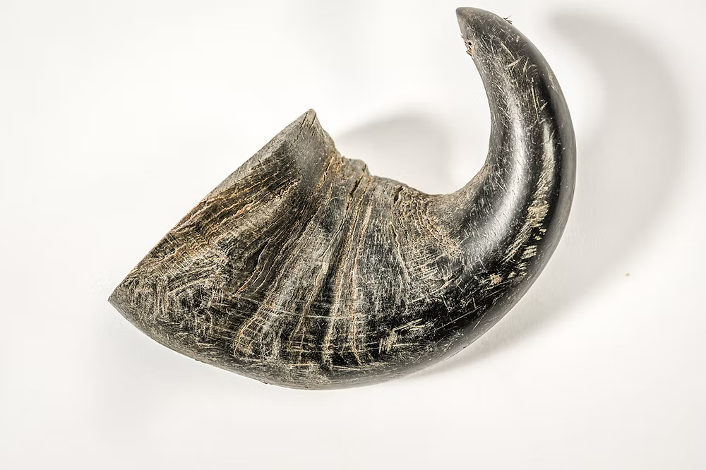 QT Dog Water Buffalo Horn Dog Chews | All-Natural, Long-Lasting Rawhide Alternative