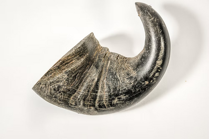 QT Dog Water Buffalo Horn Dog Chews | All-Natural, Long-Lasting Rawhide Alternative