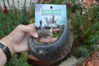 QT Dog Water Buffalo Horn Dog Chews | All-Natural, Long-Lasting Rawhide Alternative