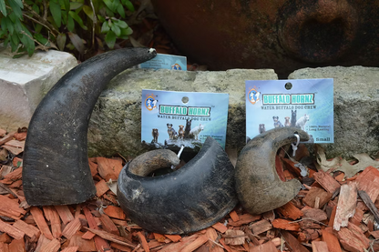 QT Dog Water Buffalo Horn Dog Chews | All-Natural, Long-Lasting Rawhide Alternative