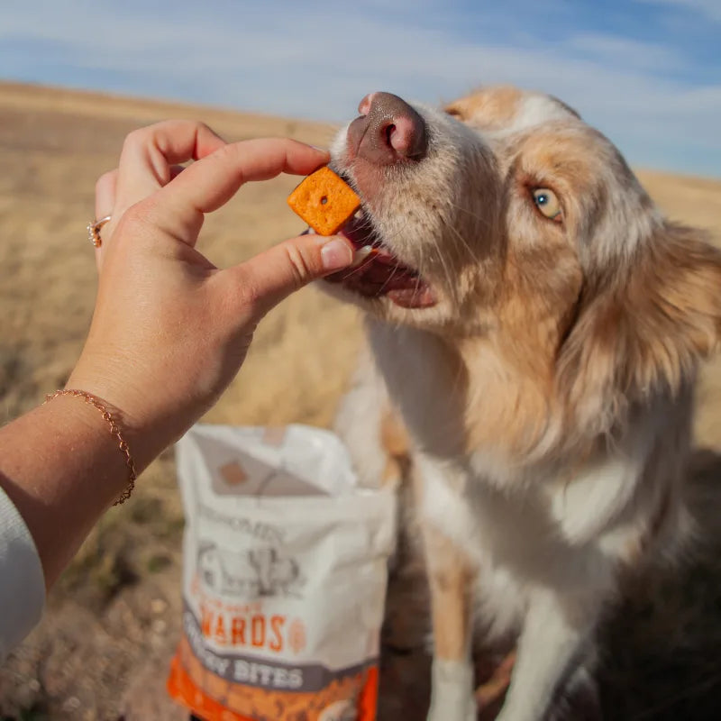 Dog Treat Variety Bundle – Bully Stick, Cheezy Bites, Jerky, Collagen Chips & Dental Chews