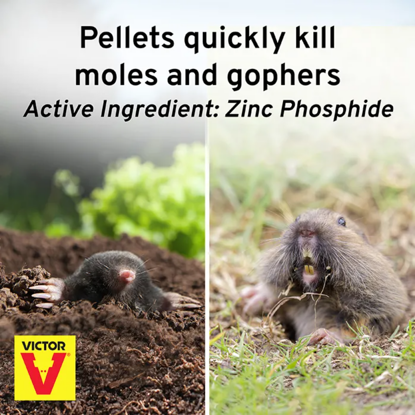 Victor Mole & Gopher Poison Peanuts | Zinc Phosphide Bait Pellets, 6 oz