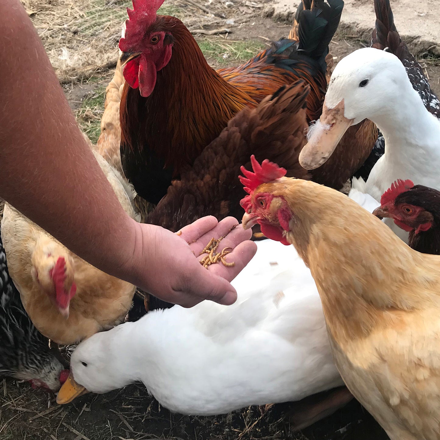 Flock Fest Dried Mealworms | High-Protein Poultry Treat | 5 lb Resealable Bag