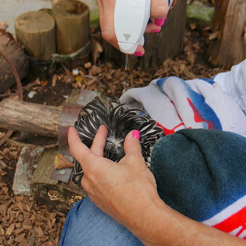 Vetericyn Plus Poultry Care Spray | Wound & Pecking Sore Treatment for Chickens | 8 oz.