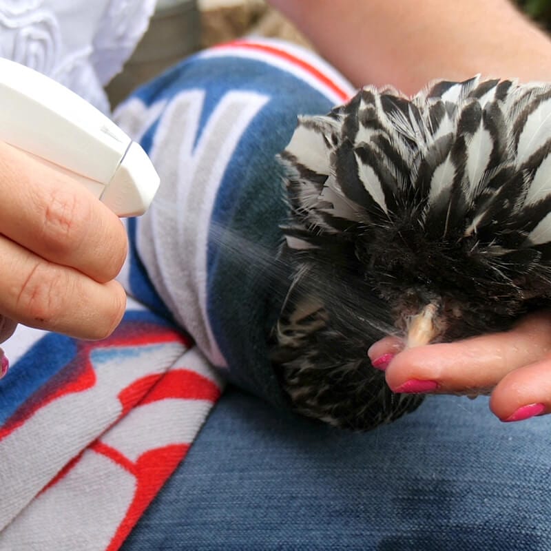 Vetericyn Plus Poultry Care Spray | Wound & Pecking Sore Treatment for Chickens | 8 oz.