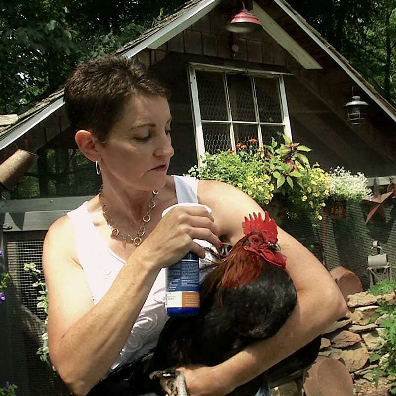 Stop Chicken Pecking Recovery Kit with Spray, Wound Care & Probiotics