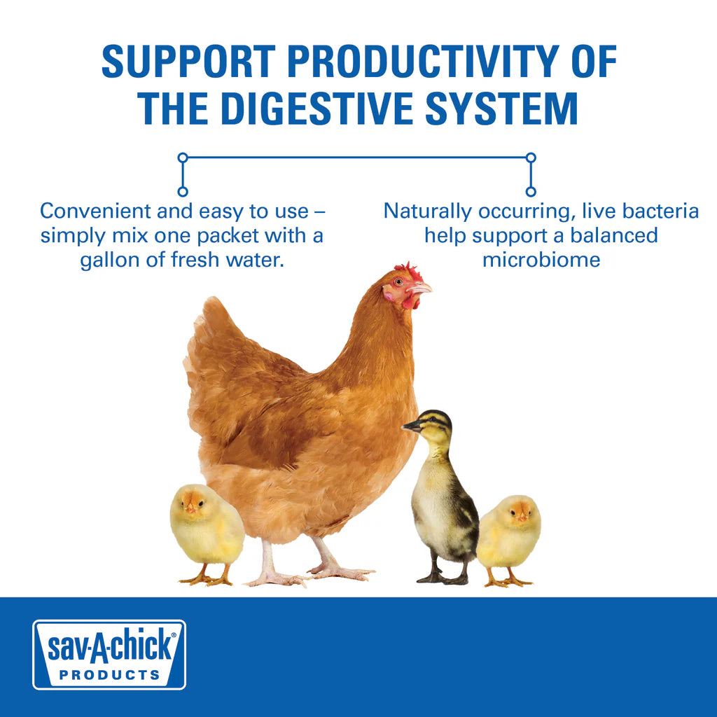 Sav-A-Chick Probiotic Supplement | Poultry Digestive Health & Stress Support | 3 Pack