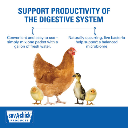 Sav-A-Chick Probiotic Supplement | Poultry Digestive Health & Stress Support | 3 Pack
